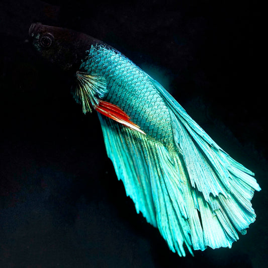 Rose Petal Betta - Green, Black, and Red WYSIWYG