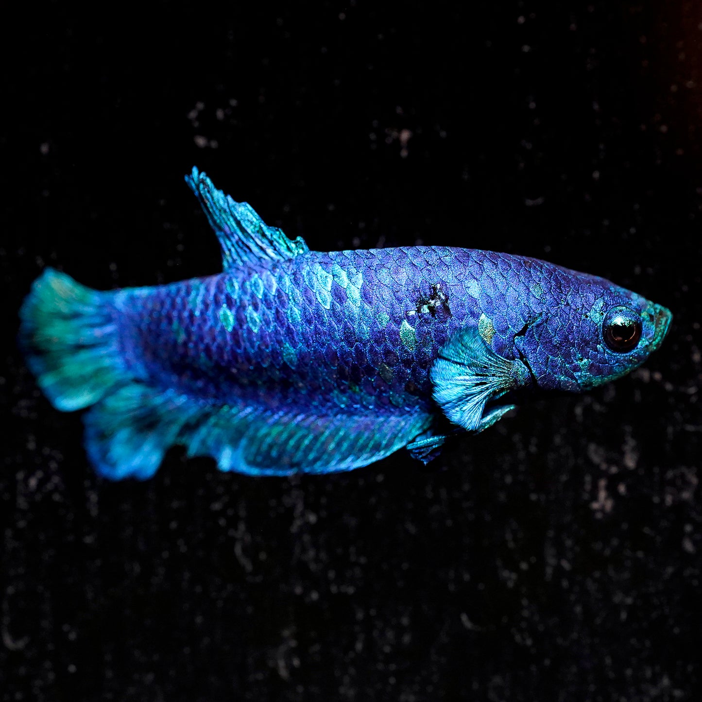 Dragon Scale Plakat Betta, Purple and Green WYSIWYG