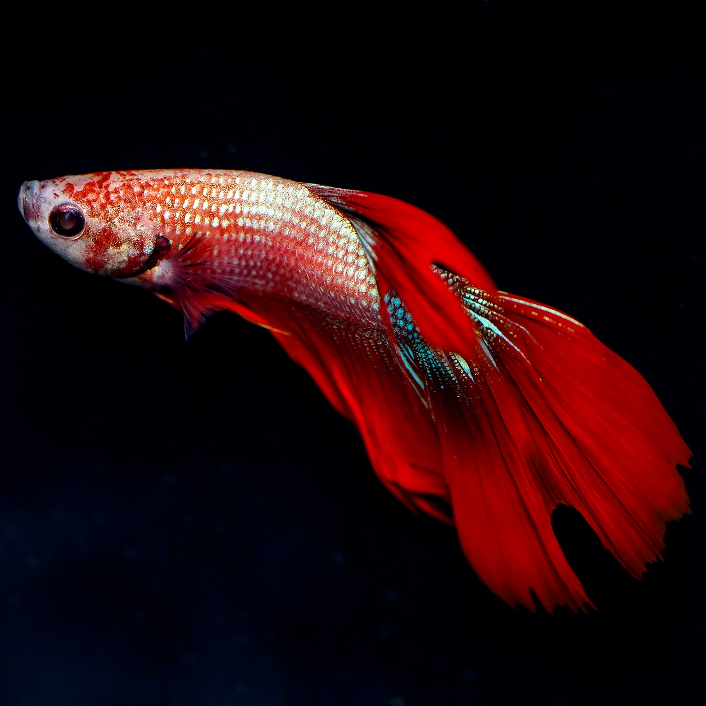 Double Tail Betta - Red, White, and Blue WYSIWYG