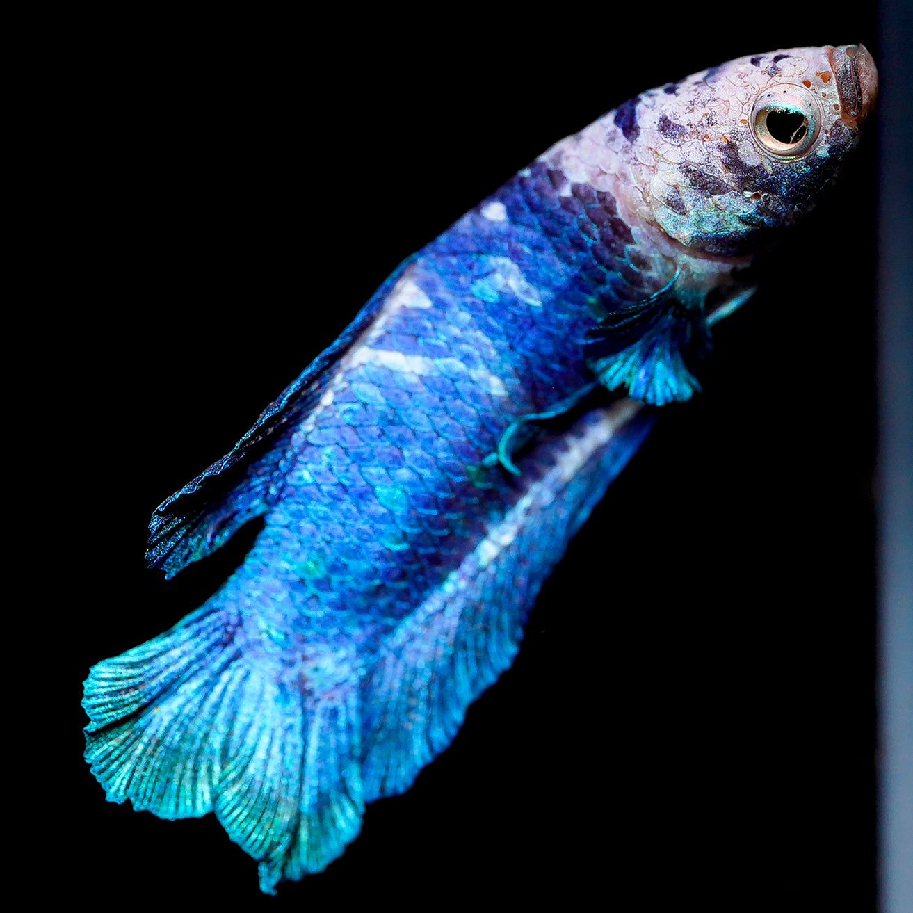 Marbled Betta - Blue, Green, and White WYSIWYG