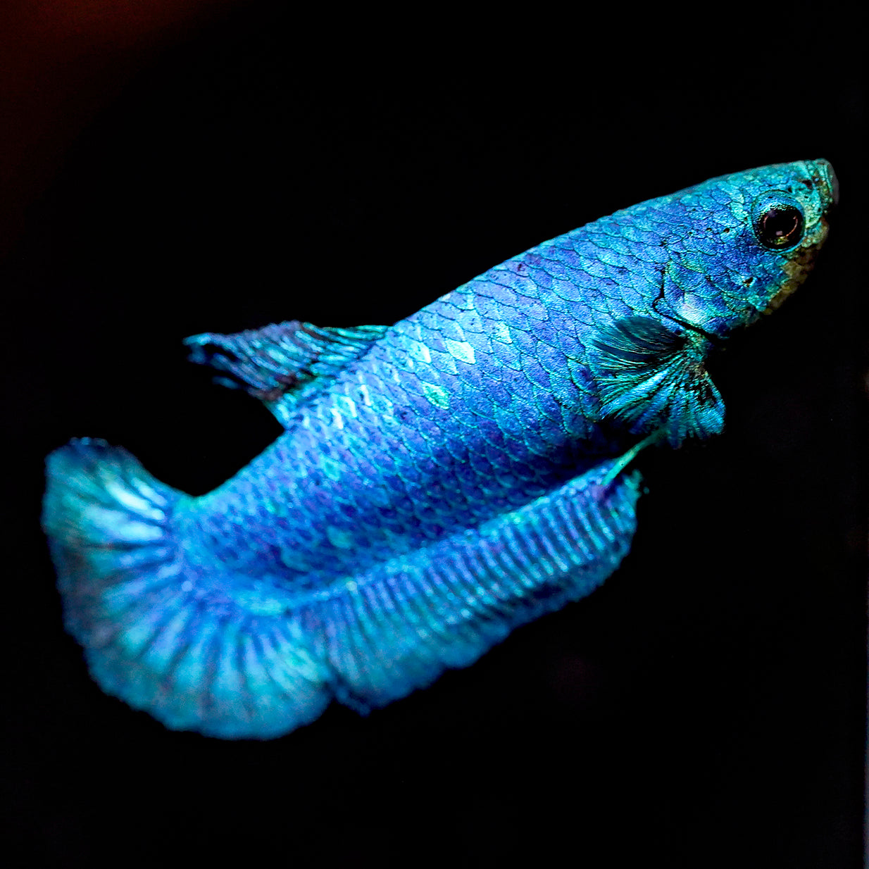 Dragon Scale Plakat Betta, Purple and Green WYSIWYG