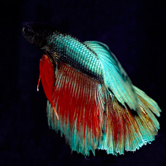 Rose Petal Betta - Green, Black, and Red WYSIWYG