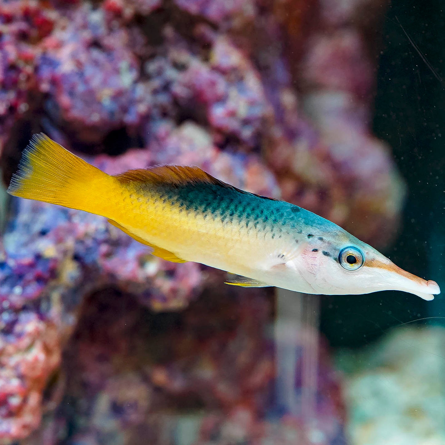 Bird Wrasse Female 4" WYSIWYG