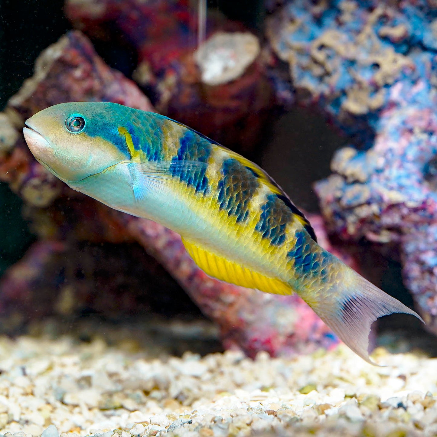 Jansen Saddle Wrasse 5.5" WYSIWYG