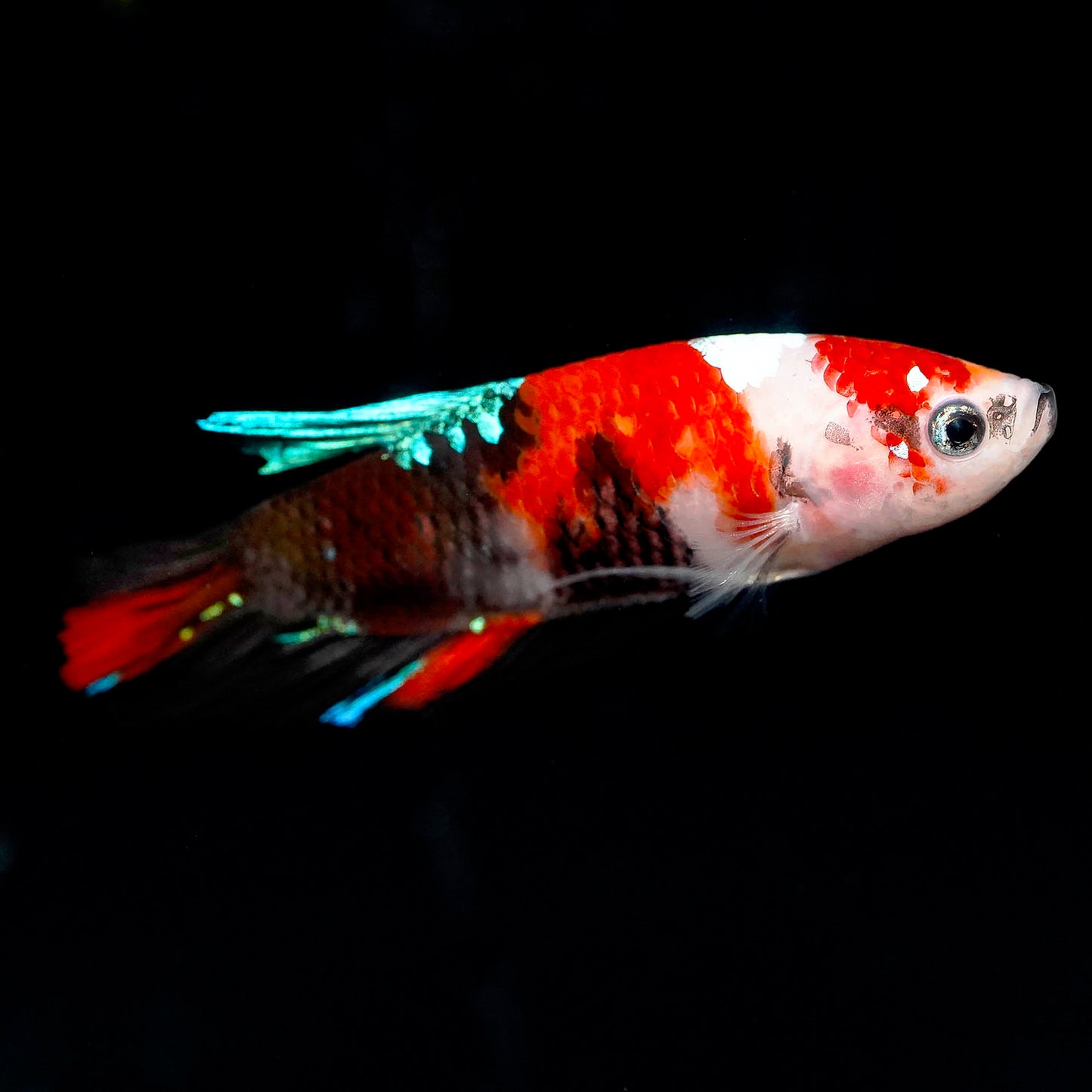 Koi Betta - Red, Green, Black, and White WYSIWYG