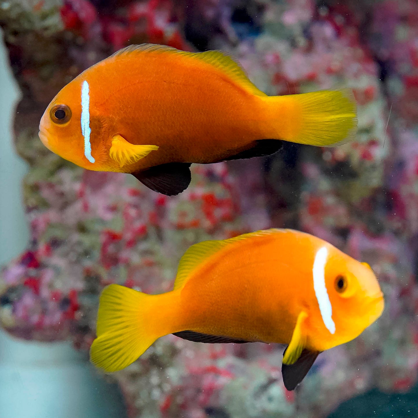 Blackfoot Clownfish Pair 3" WYSIWYG