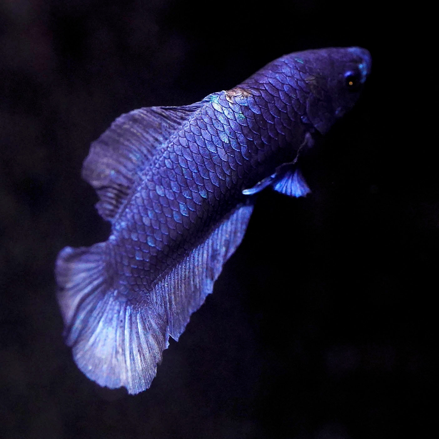 Dragon Scale Plakat Betta, Purple WYSIWYG
