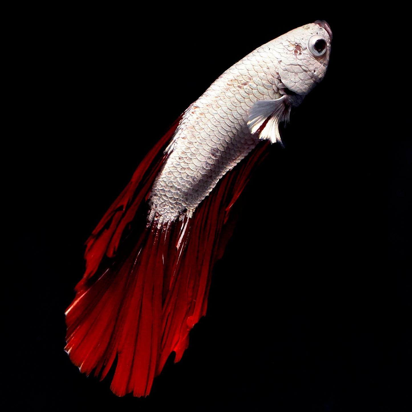 Double Tail Betta - White and Red WYSIWYG