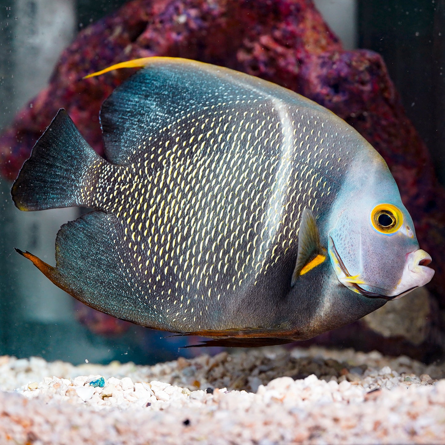 French Angelfish Adult 7.75" WYSIWYG