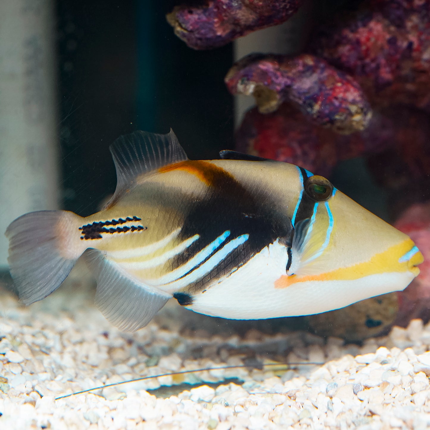 Humu Picasso Triggerfish 5.5" WYSIWYG