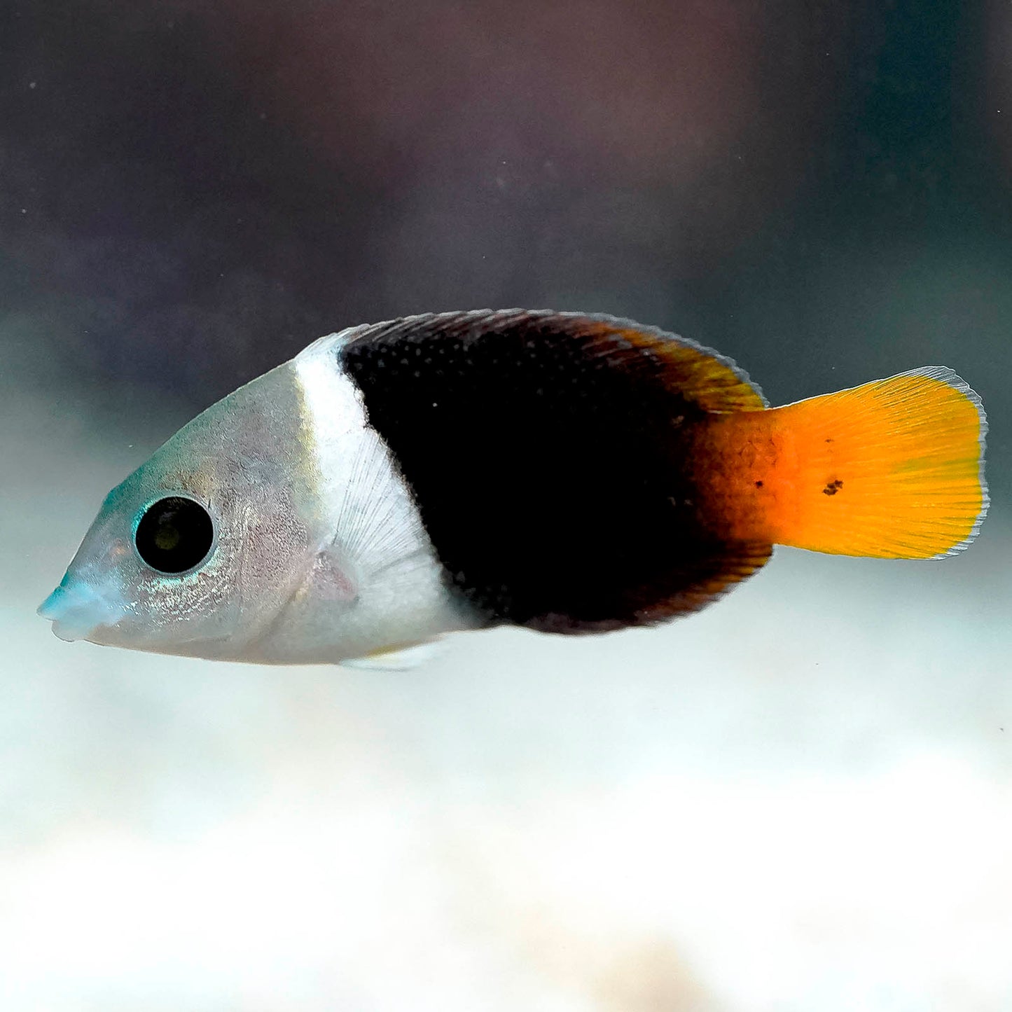Banner Wrasse 2" EXPERT ONLY WYSIWYG