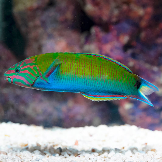 Lyretail Wrasse 5.5" WYSIWYG