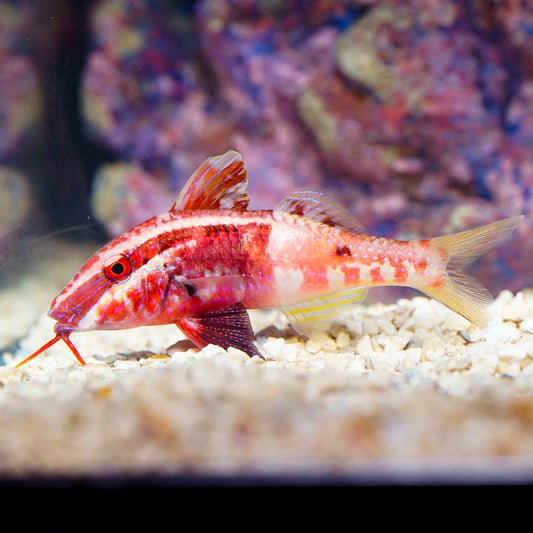 Bicolor Goatfish 4.5" WYSIWYG