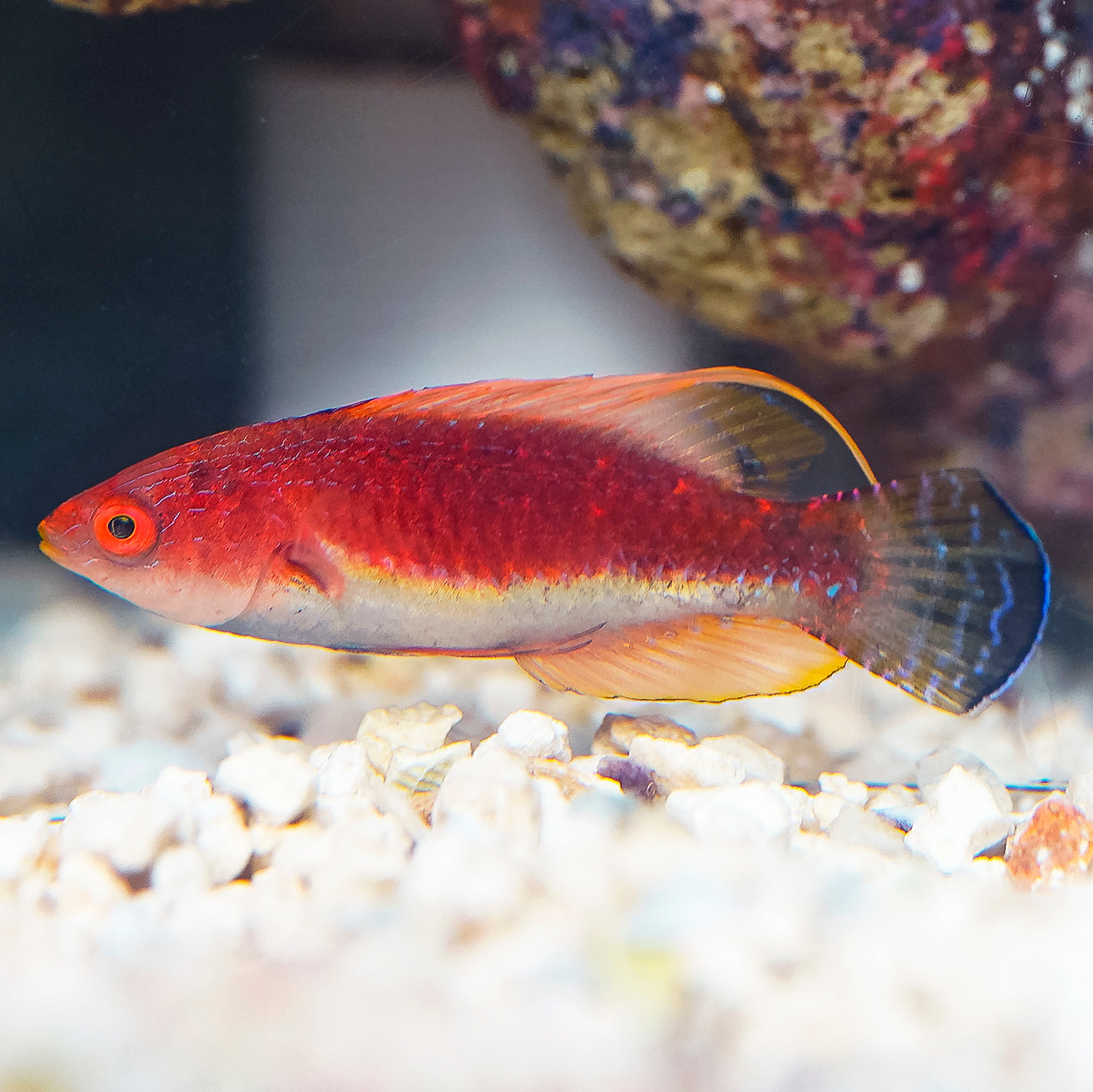 Whip Fin Fairy Wrasse 2.5" WYSIWYG
