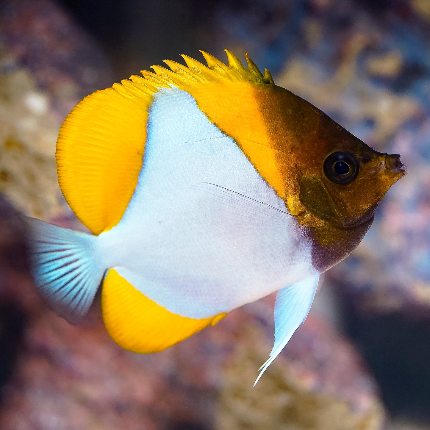 Yellow Pyramid Butterflyfish 3.5" WYSIWYG