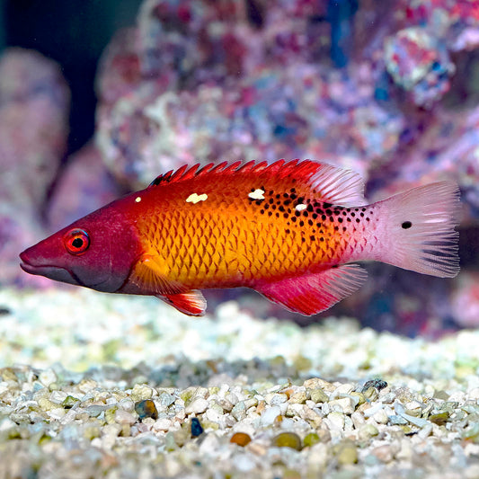 Axilspot Hogfish 5" WYSIWYG