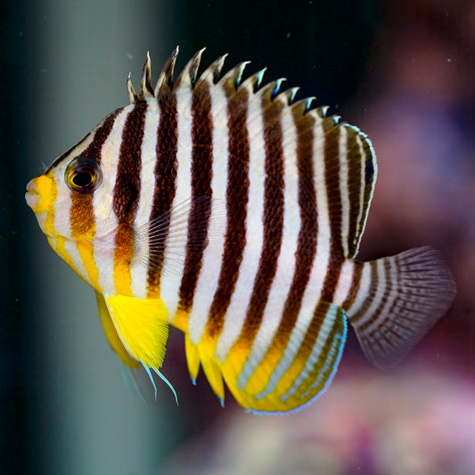Multibar Angelfish EXPERT ONLY 2.5" WYSIWYG