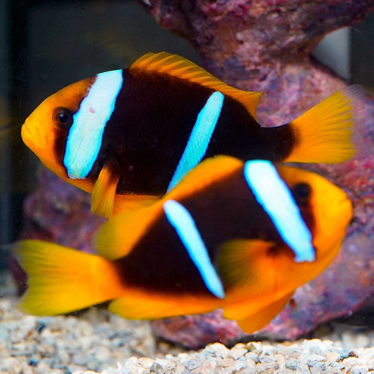 Bluestripe Clownfish Pair 4.5" - 4.75" WYSIWYG