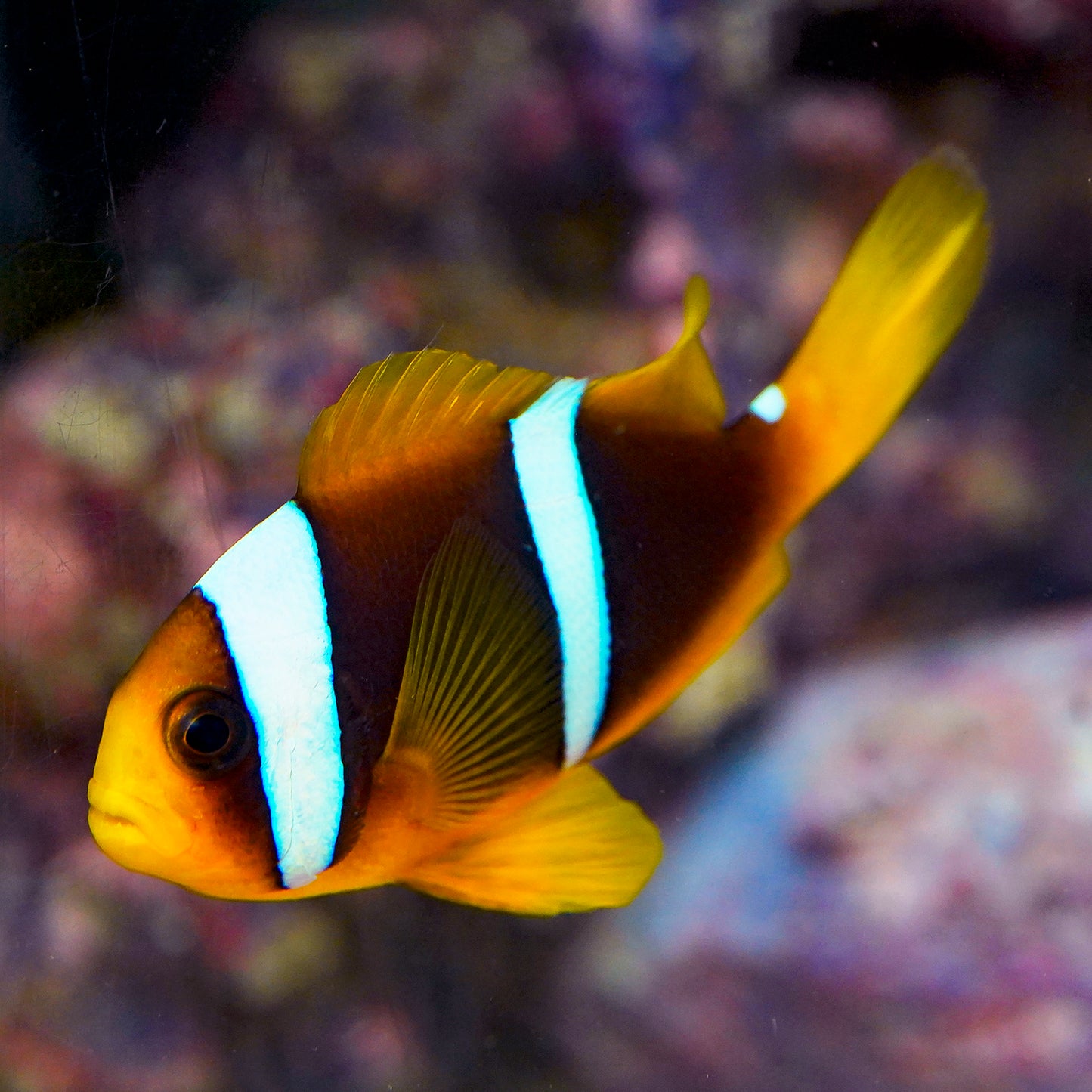 Bluestripe Clownfish Pair 3" WYSIWYG