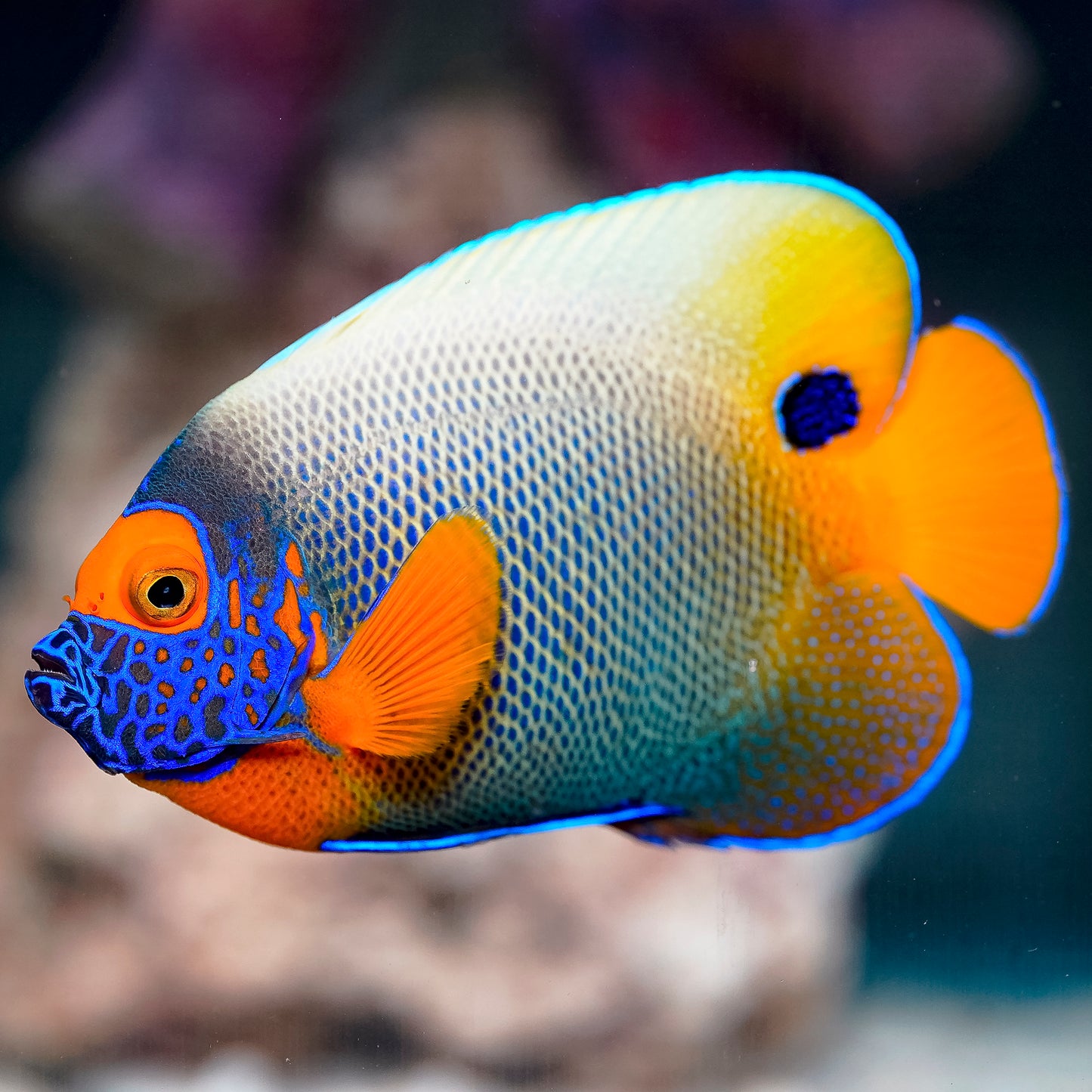 Blueface Angelfish 4.75" WYSIWYG