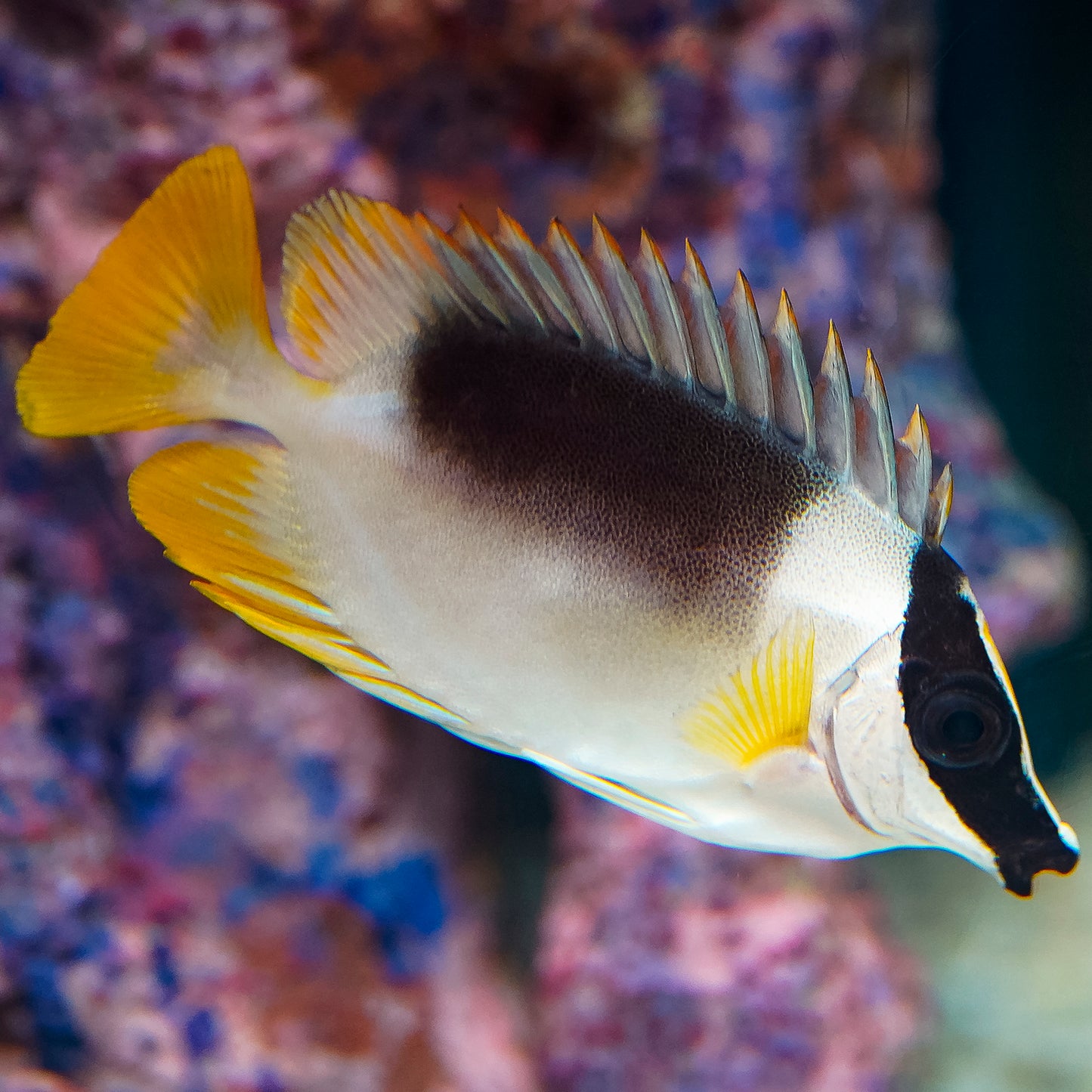 Magnificent Foxface 3.25" WYSIWYG