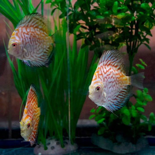 Red Pigeon Blood Discus 3-Lot 3.5" WYSIWYG