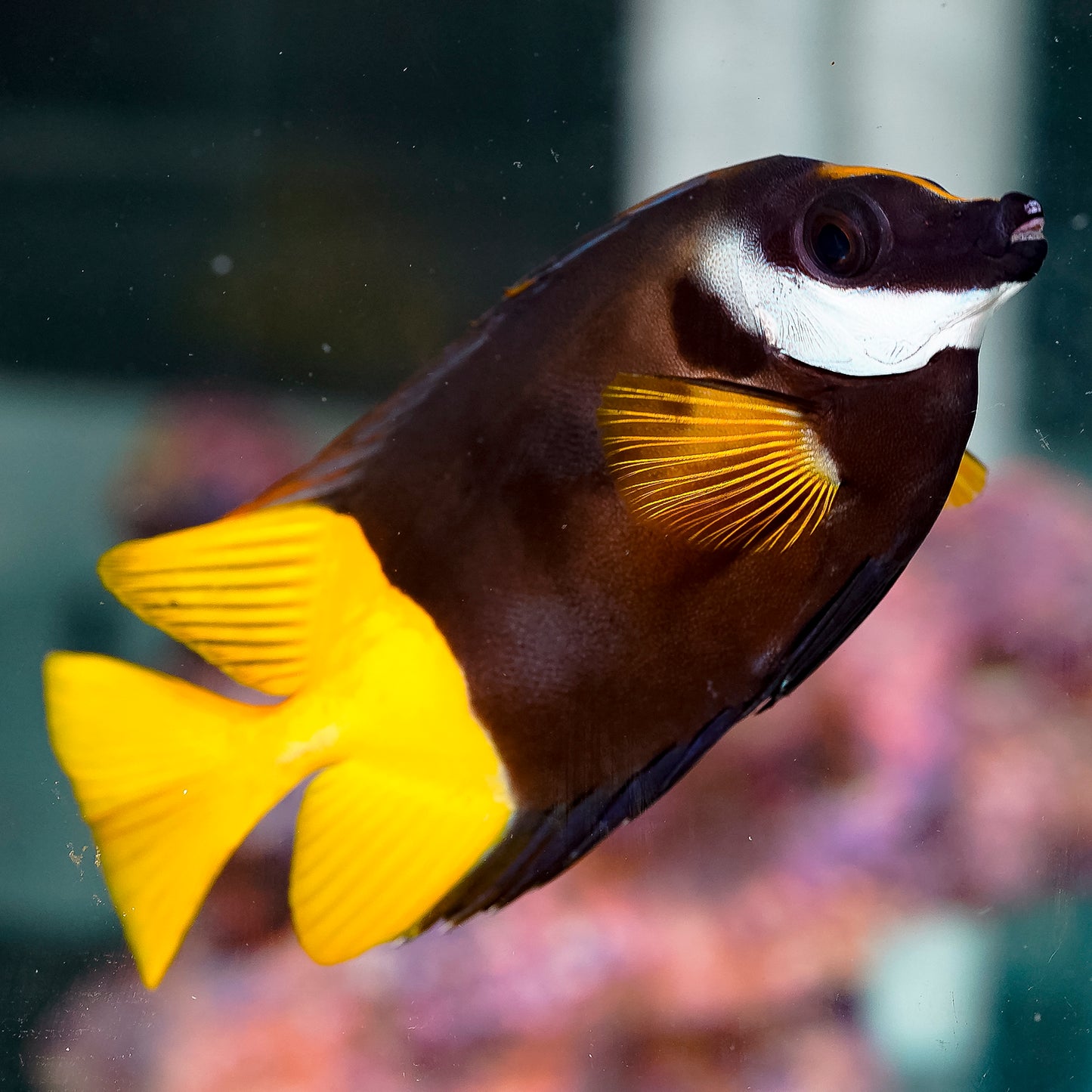 Bicolor Foxface 5.75" WYSIWYG