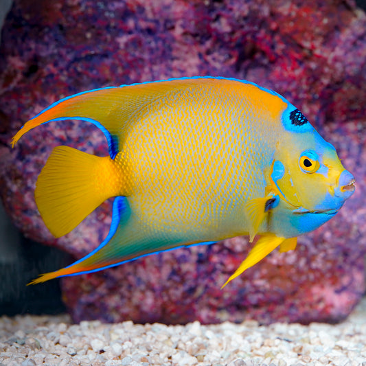 Queen Angelfish 6.5" WYSIWYG