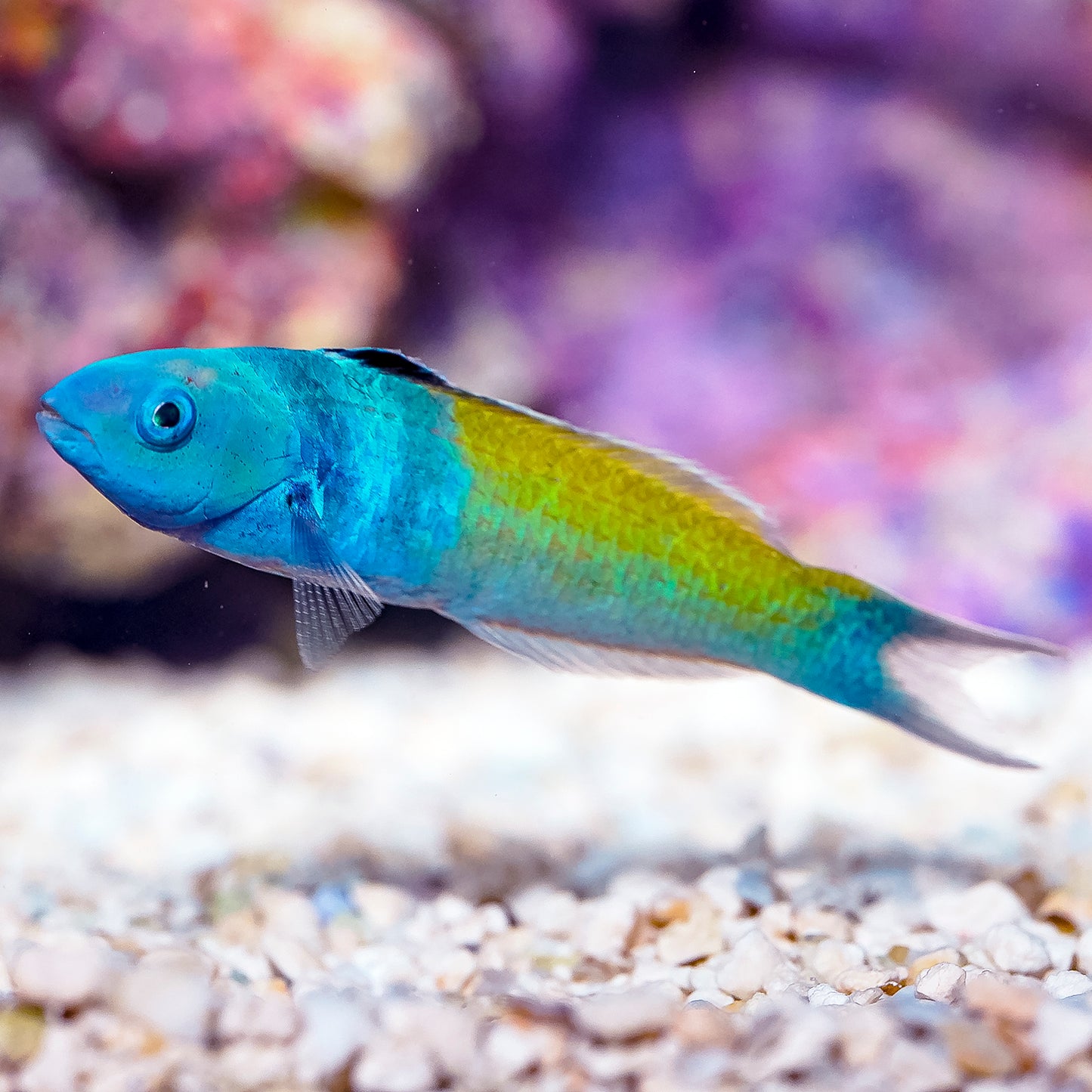 Bluehead Wrasse 3.5" WYSIWYG