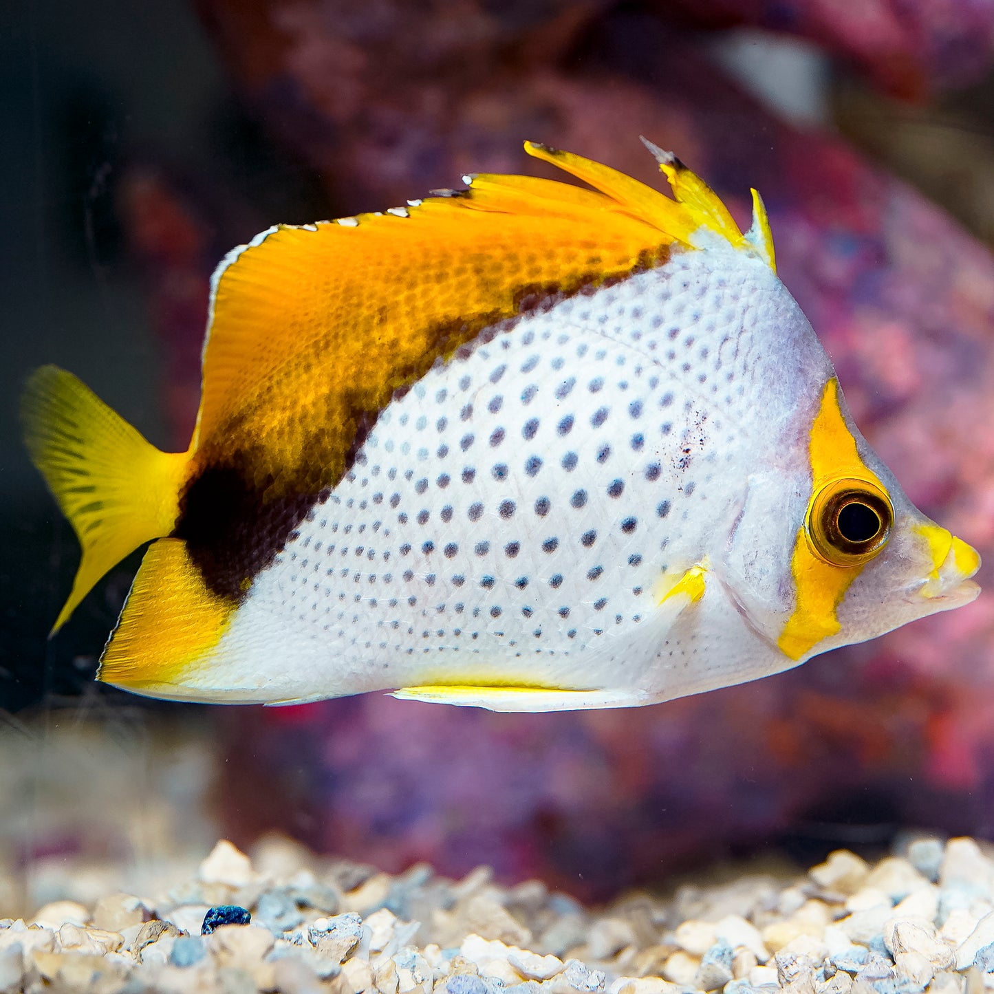 Declivis Butterflyfish 4" WYSIWYG