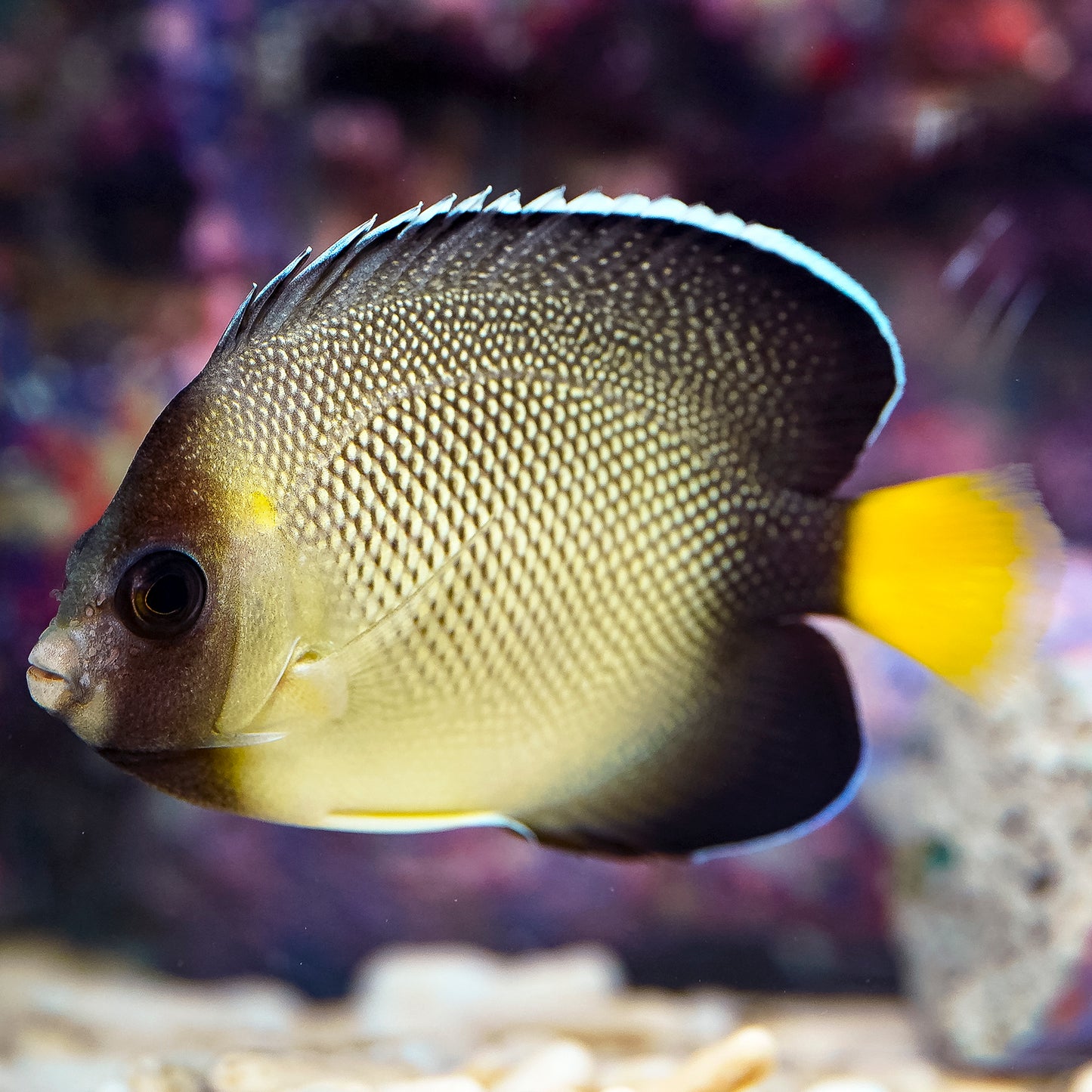 Xanthurus Cream Angelfish 3.5" WYSIWYG