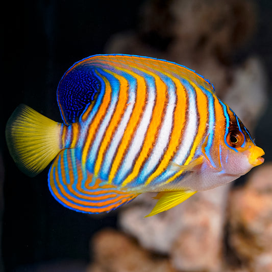 Regal Angelfish 4" EXPERT ONLY WYSIWYG