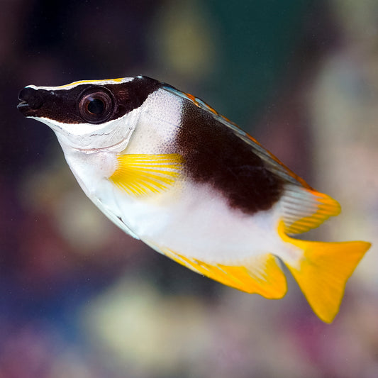Magnificent Foxface 3" WYSIWYG