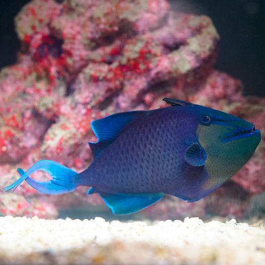 Niger Triggerfish 9" WYSIWYG
