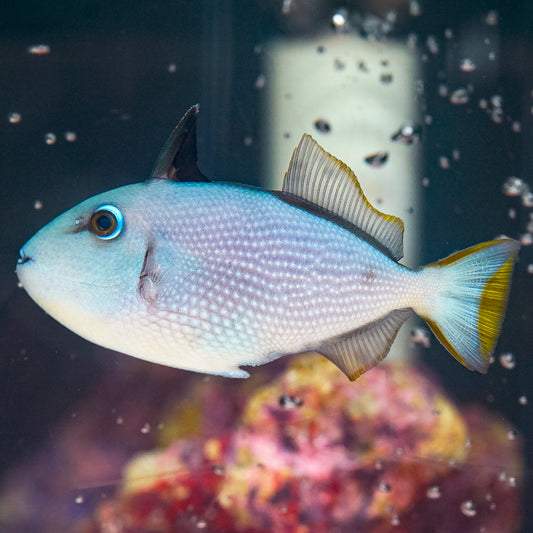 Blue Throat Triggerfish, Female 4" WYSIWYG