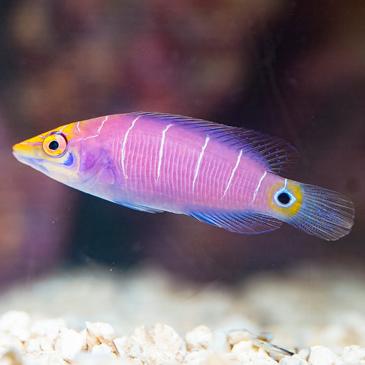 Mystery Wrasse 2" WYSIWYG