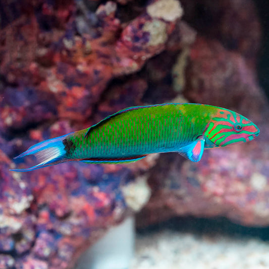 Lyretail Wrasse 5.5" WYSIWYG