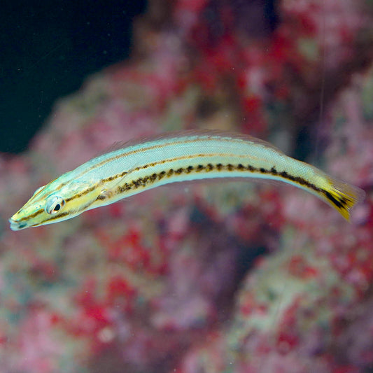Pastel Ring Wrasse 3.5" WYSIWYG
