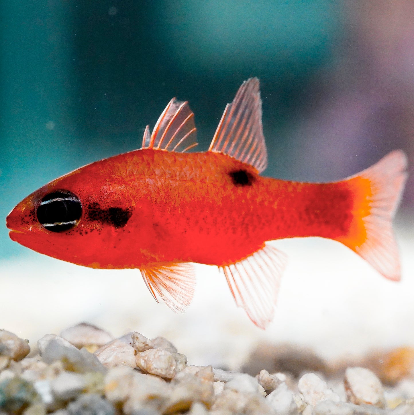 Flame Cardinalfish 2" WYSIWYG