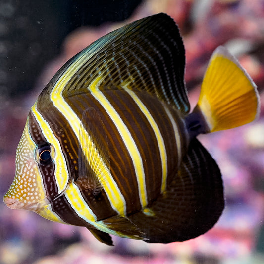 Sailfin Tang 5" WYSIWYG