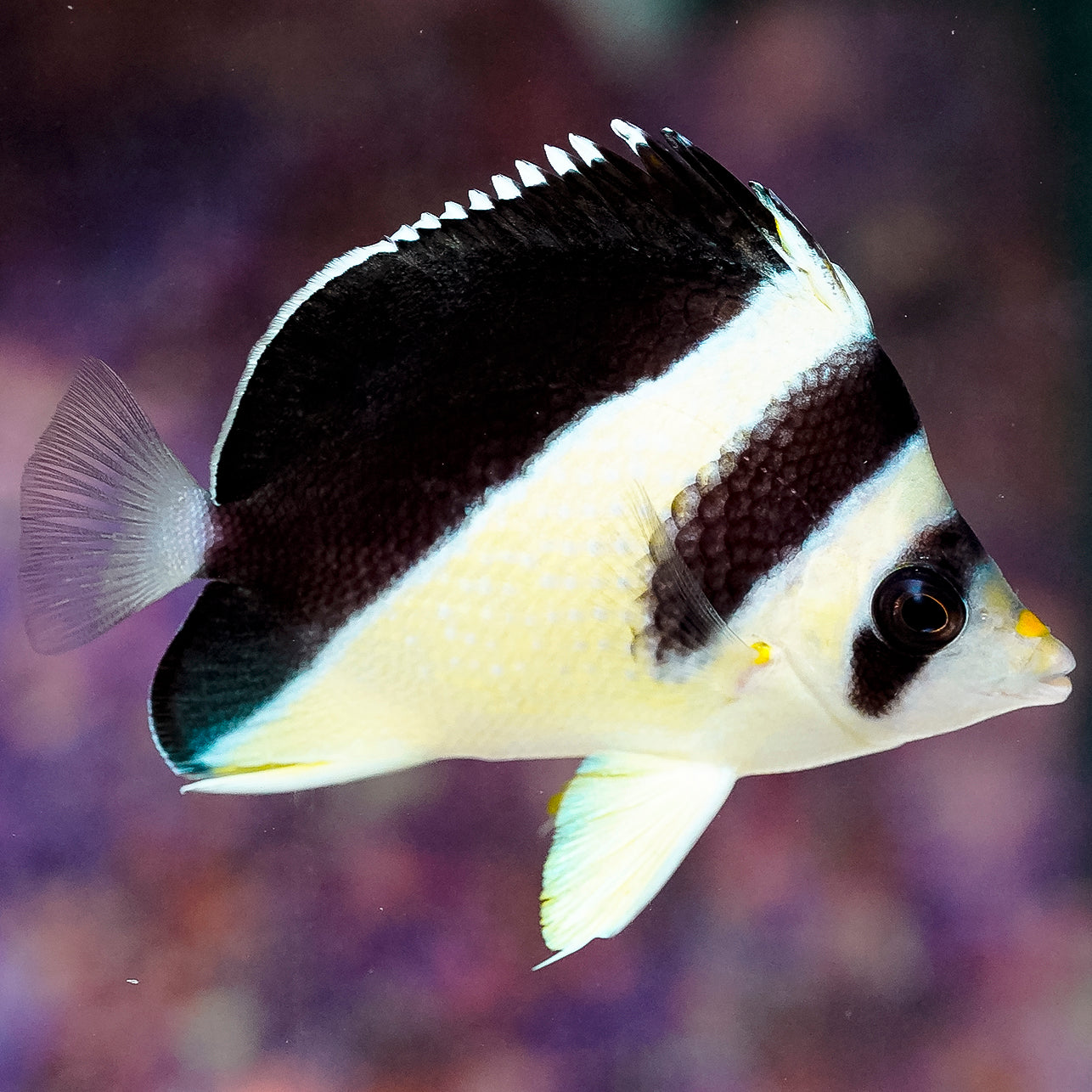 Burgess' Butterflyfish 3.5" WYSIWYG