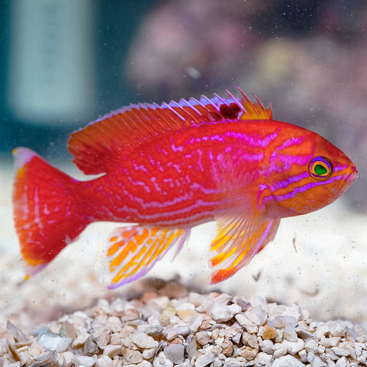 Bimaculatus Anthias, Male 4" WYSIWYG