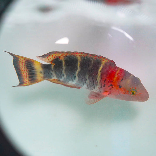 Red Breast Wrasse 7.75" WYSIWYG