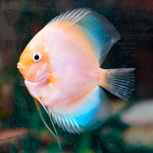 Golden Pearl Discus 4" WYSIWYG