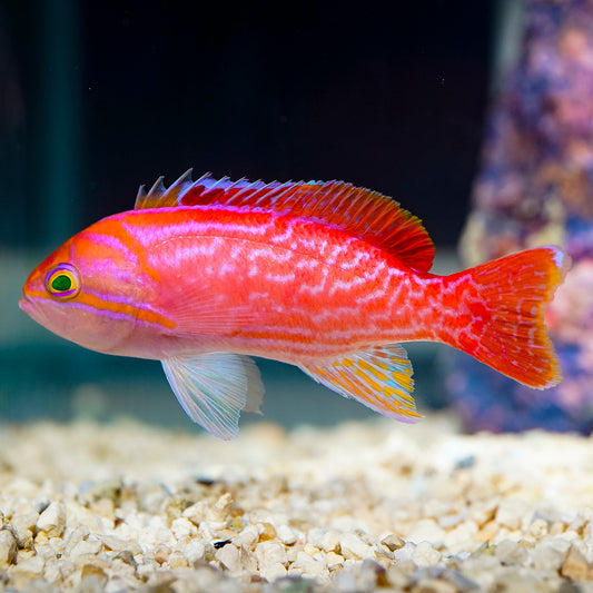 Bimaculatus Anthias, Male 3.75" WYSIWYG