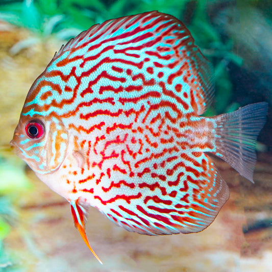Red Checker Pigeon Blood Discus 3" WYSIWYG