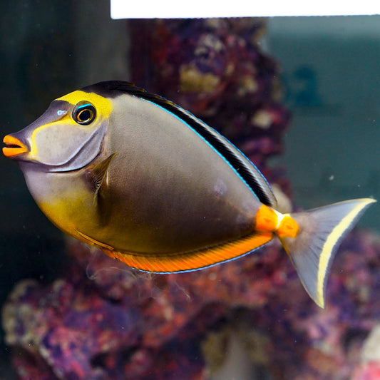 Naso Tang 6.25" WYSIWYG