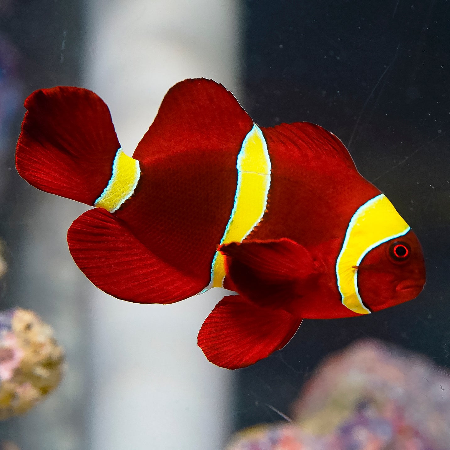 Gold Stripe Maroon Clownfish 3" WYSIWYG