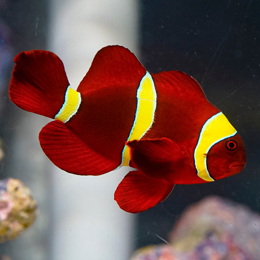 Gold Stripe Maroon Clownfish 3" WYSIWYG