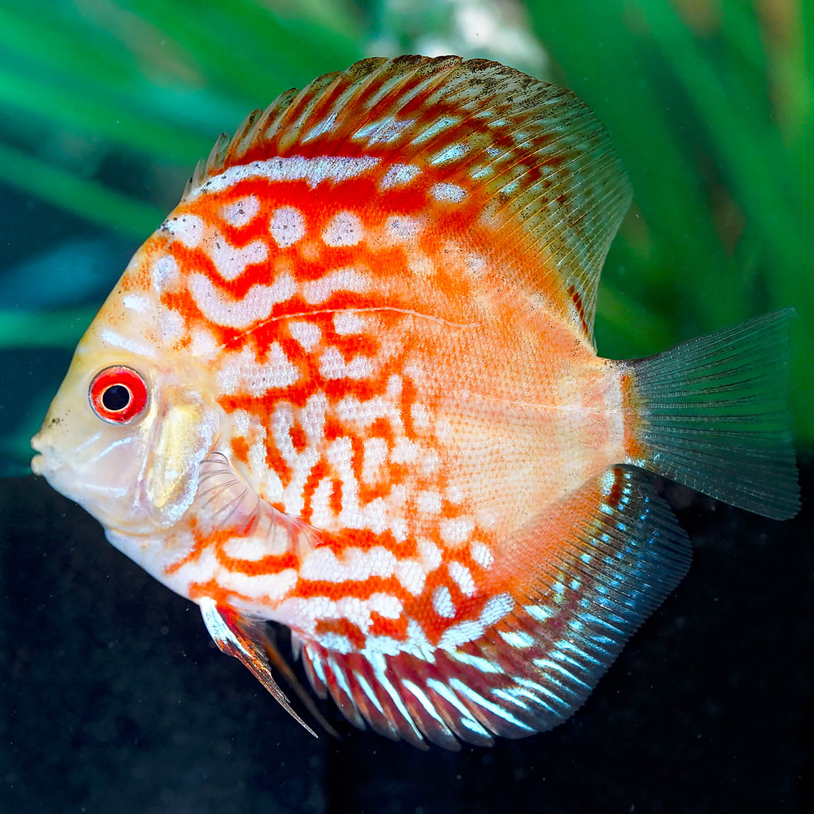 Discus – LiveAquaria